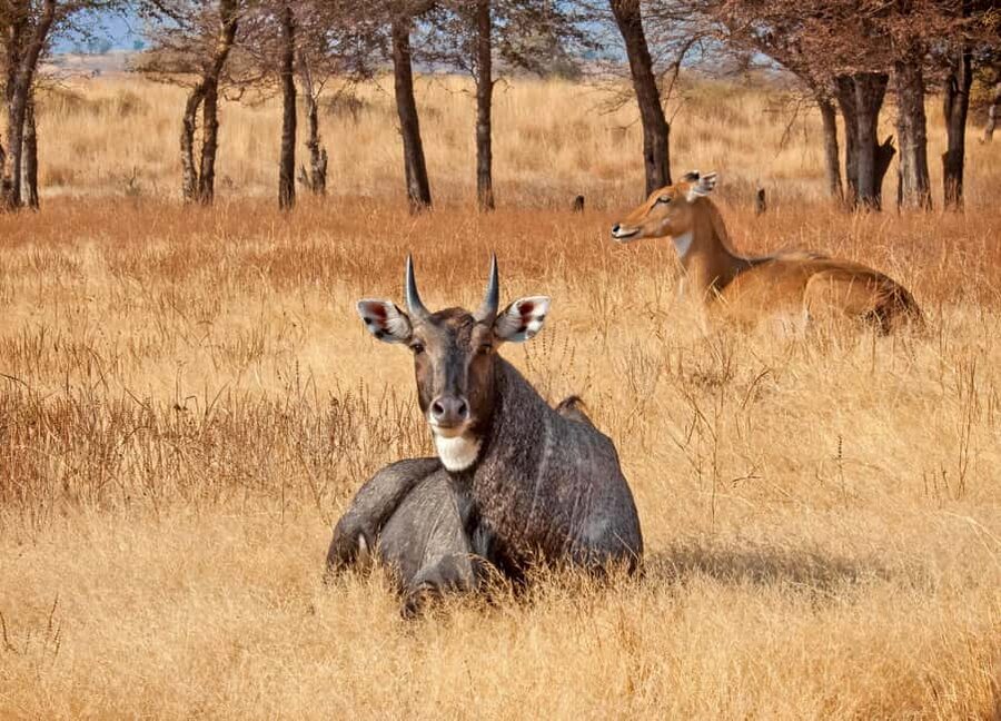 From Jaipur: One Day Trip to Ranthambore Tiger Safari - The 2:30 PM safari and its changing timetable