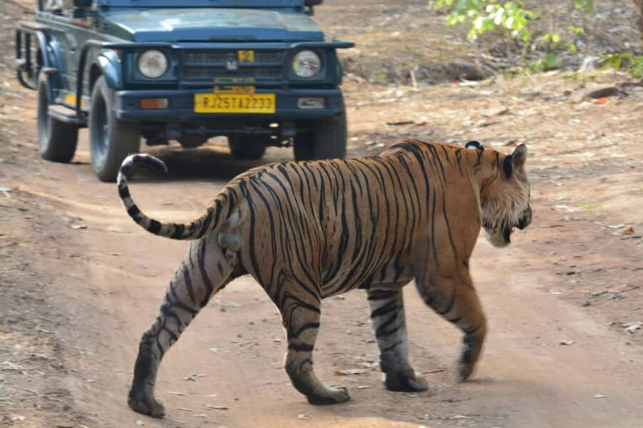 From Jaipur: Ranthambore National Park Day Trip with Safari - Why Ranthambore makes a worthwhile day from Jaipur