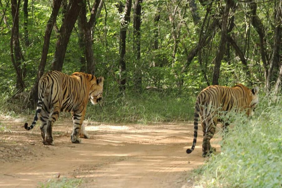 From Jaipur: Ranthambore National Park Day Trip with Safari - Reaching the safari gate in Sawai Madhopur