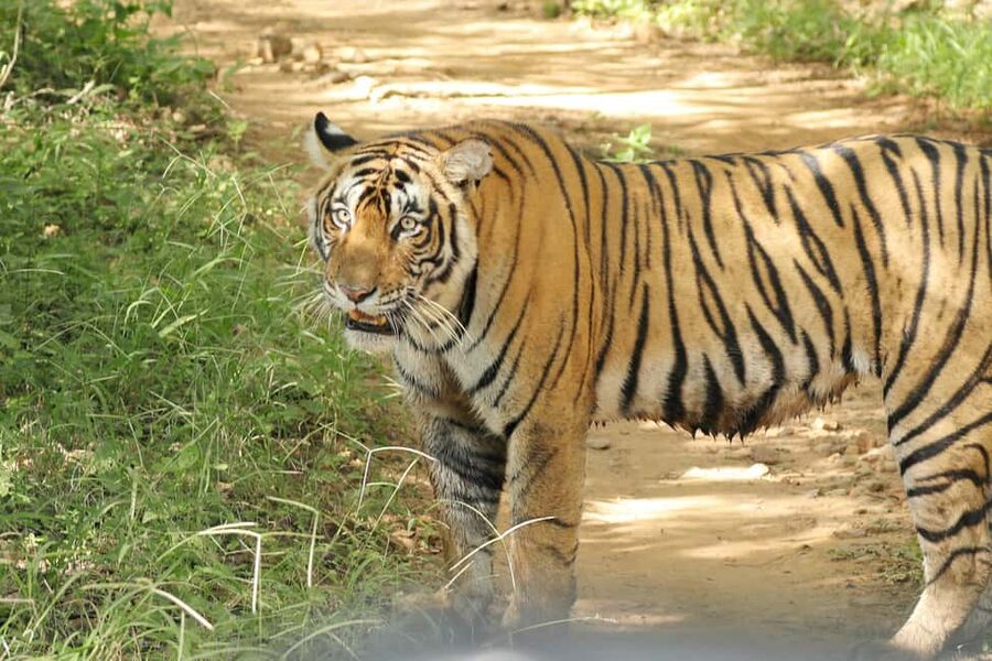 From Jaipur: Ranthambore National Park Day Trip with Safari - Three hours and fifteen minutes in tiger country