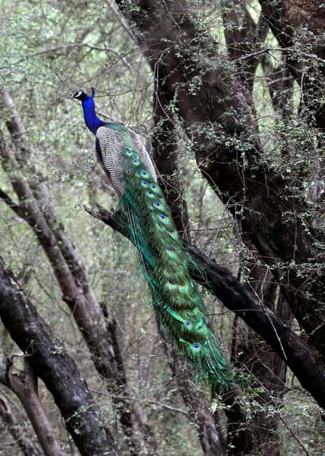 From Jaipur: Ranthambore National Park Day Trip with Safari - Morning, afternoon, and seasonal conditions