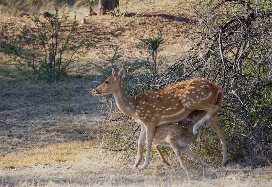 From Jaipur: Ranthambore National Park Day Trip with Safari - How the return to Jaipur feels