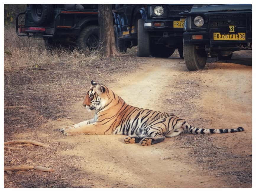 From Jaipur: Ranthambore National Park Day Trip with Safari - Who will enjoy this tour most