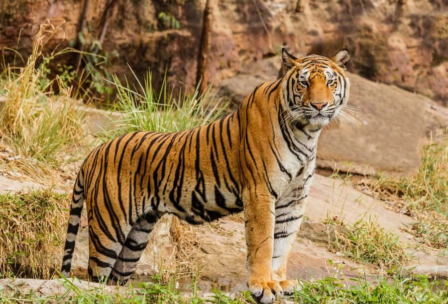 From Jaipur: Ranthambore National Park Day Trip with Safari - The early road from Jaipur to Sawai Madhopur
