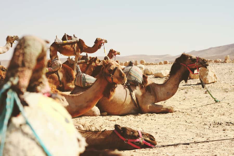 From Jerusalem: Jericho and Jordan River Half-Day Trip - Crossing the Judean Desert toward Jericho