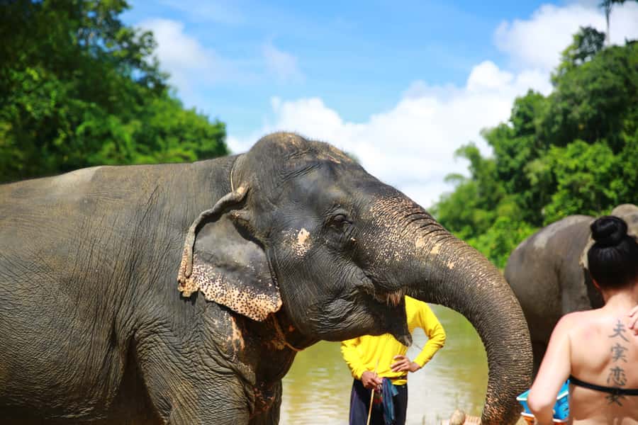 From Khao Lak: Day Trip to Khao Sok with Elephant Camp Visit - What the $99 price includes