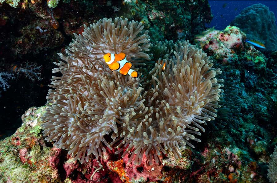 From Khao Lak: Similan Islands Day Trip with Snorkeling - Koh Miang: lunch, Princess Beach, and island trails