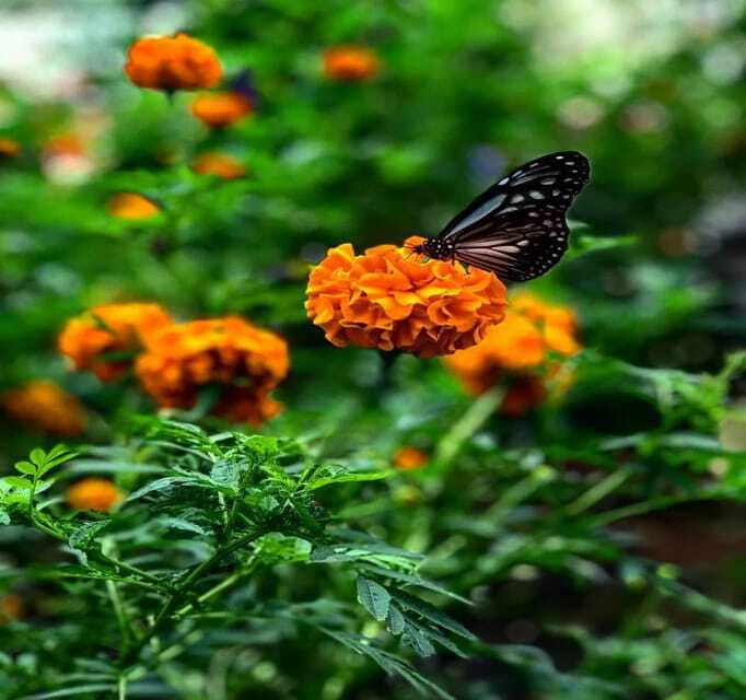 From Kuala Lumpur: Cameron Highlands Day Trip with Transfers - Honey bees and a final cactus garden