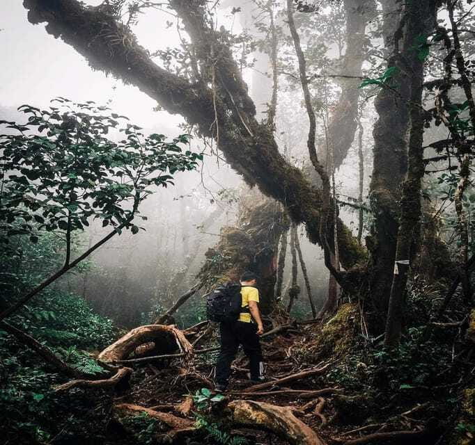 From Kuala Lumpur: Cameron Highlands Day Trip with Transfers - Is $118 a fair price?