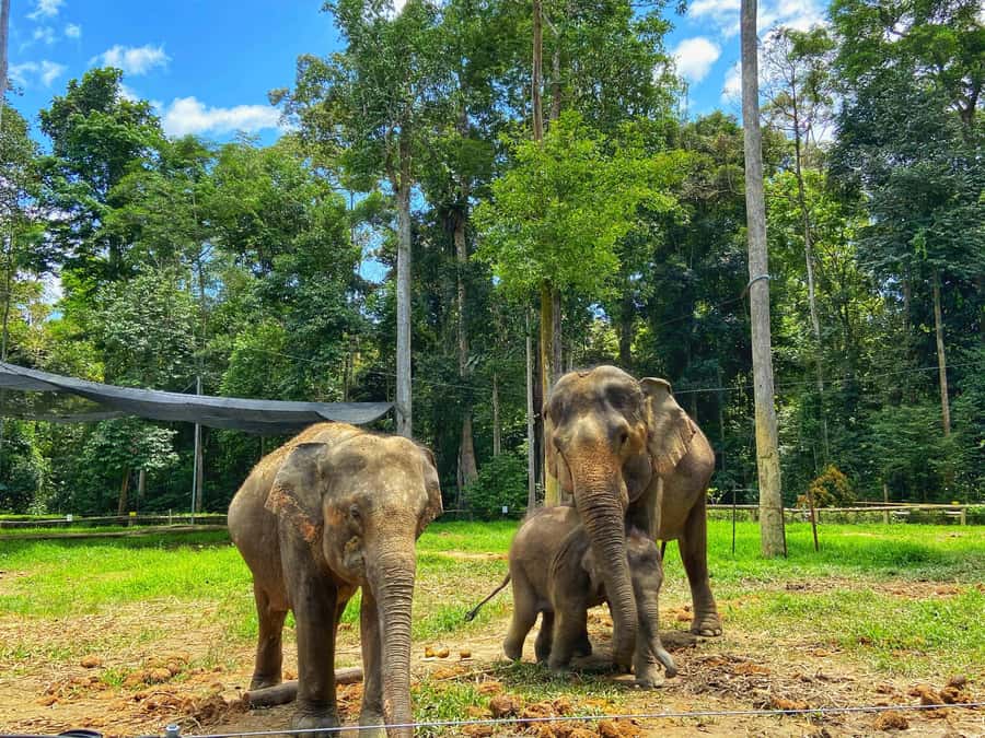 From Kuala Lumpur: Kuala Gandah Elephant Sanctuary Day Trip - Key points to know before you book