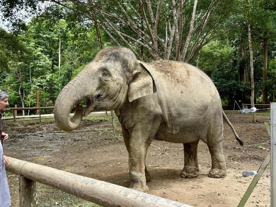 From Kuala Lumpur: Kuala Gandah Elephant Sanctuary Day Trip - The stage presentation and riverside setting