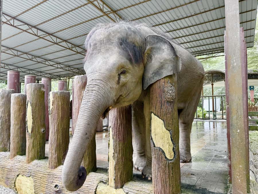 From Kuala Lumpur: Kuala Gandah Elephant Sanctuary Day Trip - Who will enjoy this tour most
