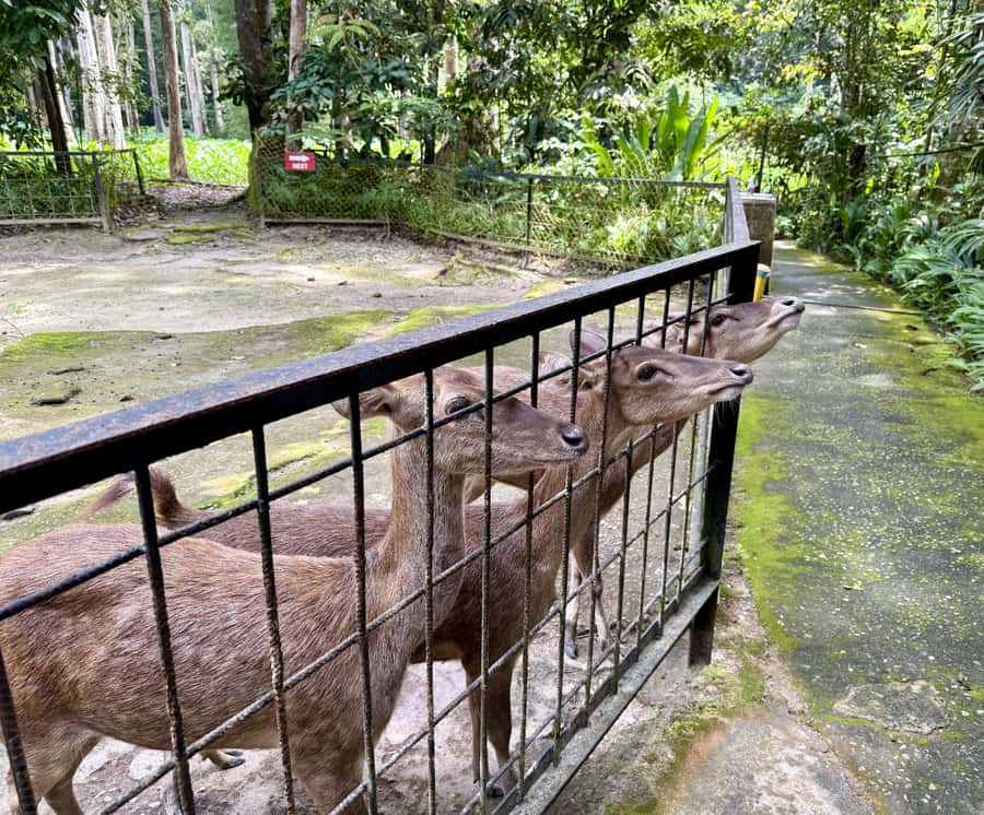 From Kuala Lumpur: Kuala Gandah Elephant Sanctuary Day Trip - Batu Caves in a quick 30-minute stop