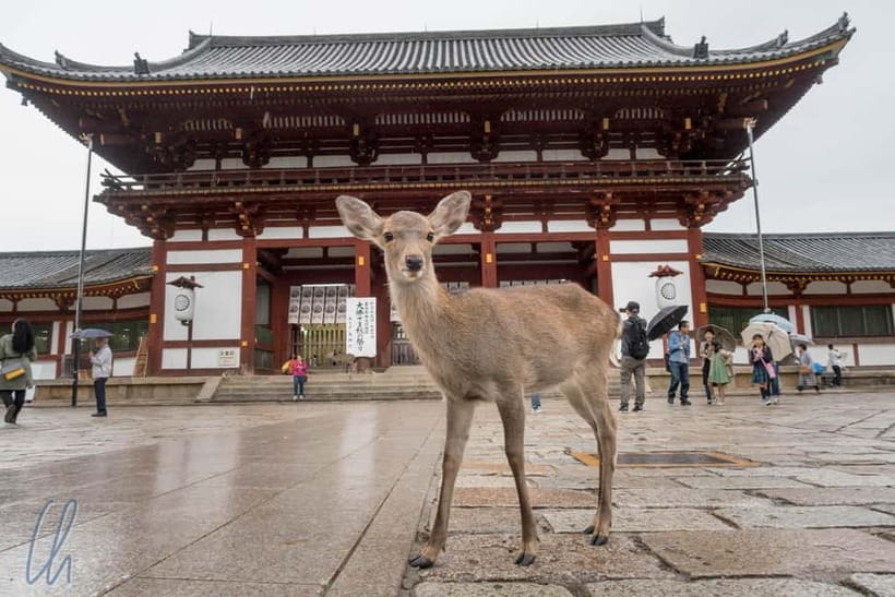 From Kyoto: Nara, Osaka & Kobe Day Trip – 3 Cities in 1 Day - Starting at Hotel Keihan Kyoto Grande