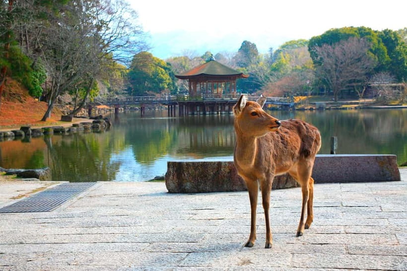 From Kyoto: Nara, Osaka & Kobe Day Trip – 3 Cities in 1 Day - Dotonbori and Osaka’s food scene
