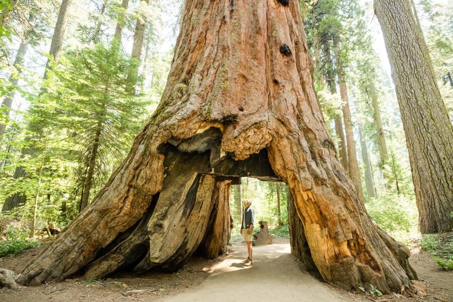 From Lake Tahoe: Yosemite National Park Day Trip with Lunch - Yosemite Falls or Bridalveil Fall on foot