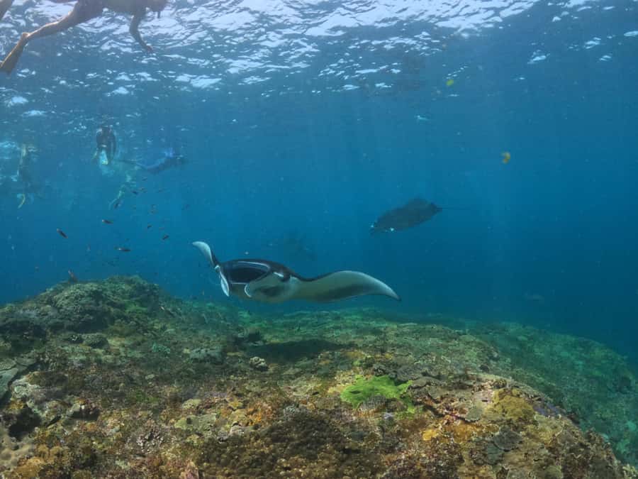 From Lembongan: Nusa Penida Snorkeling Day Trip - The guides are the strongest part of the operation