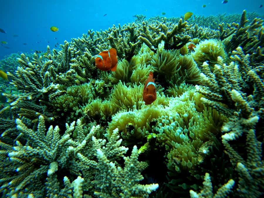 From Lembongan: Nusa Penida Snorkeling Day Trip - Who should book this Nusa Penida trip?