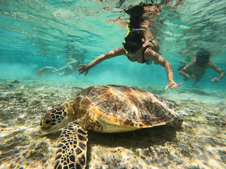 From Lombok: Gili Islands Snorkeling Day Trip - Gili Meno: the strongest mix of coral, turtles, and beach time