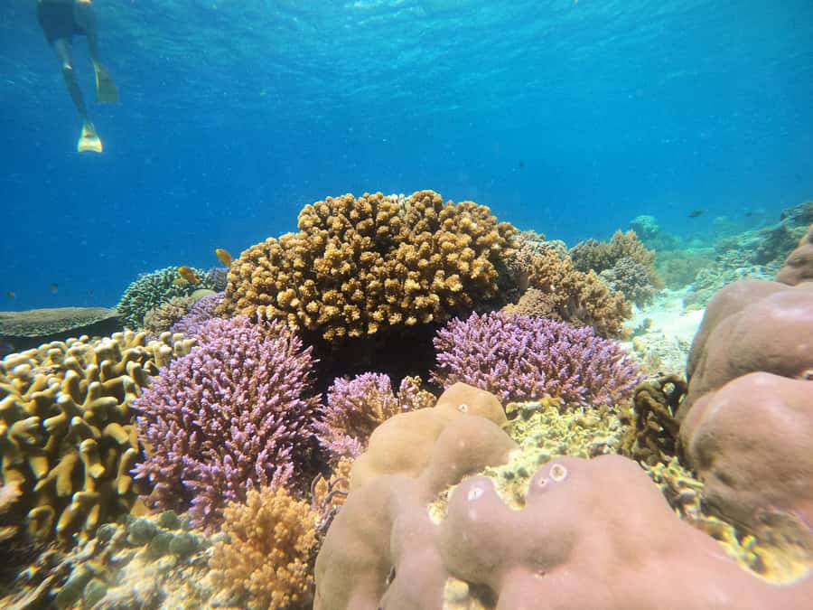 From Lombok: Gili Islands Snorkeling Day Trip - Gili Air: fish feeding and the longest water session