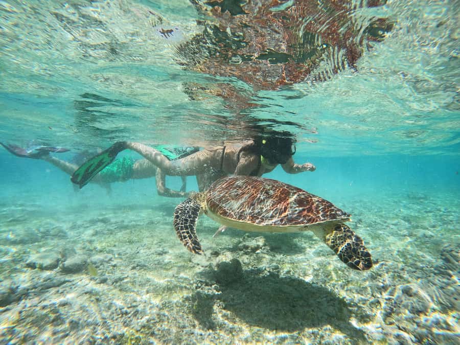 From Lombok: Gili Islands Snorkeling Day Trip - Is $75 a fair price?