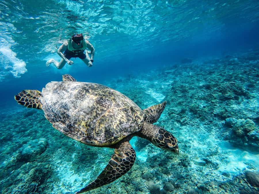 From Lombok: Gili Islands Snorkeling Day Trip - Gili Trawangan: a gentle start before the reef