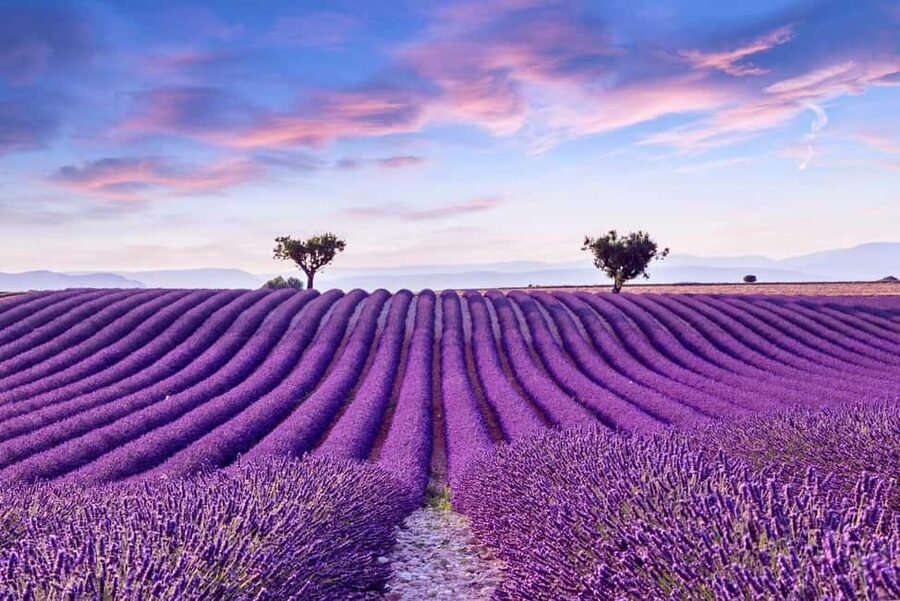 From Madrid: Day Trip to Brihuega Lavender Fields - Leaving Madrid for Spain’s lavender country