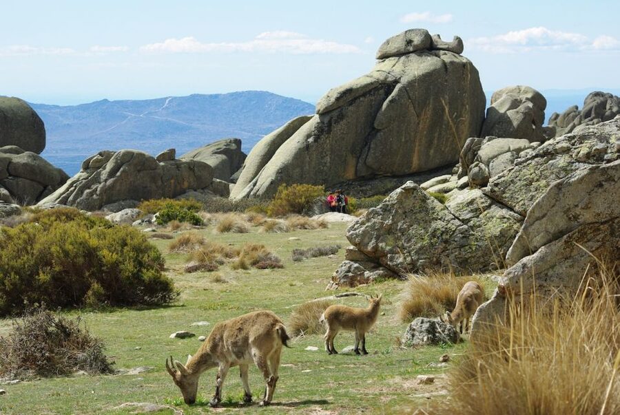 From Madrid: Sierra de Guadarrama Hiking Day Trip - La Pedriza, granite, rivers, and signs of wildlife