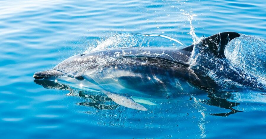From Malaga: Day trip to Gibraltar and Dolphin Boat Tour - Crossing the Gibraltar border