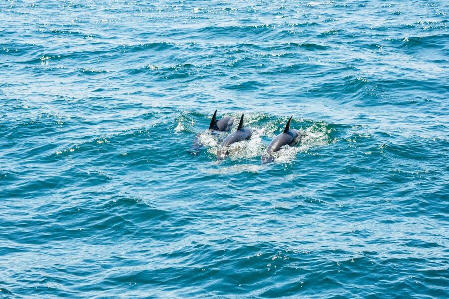 From Malaga: Day trip to Gibraltar and Dolphin Boat Tour - Ninety minutes where two seas meet