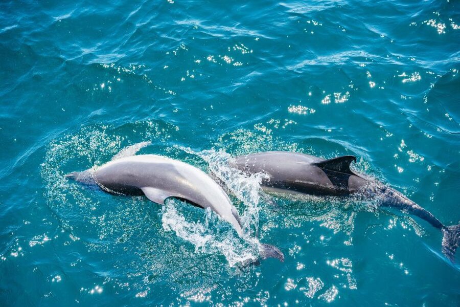 From Malaga: Day trip to Gibraltar and Dolphin Boat Tour - Who will enjoy this day most?