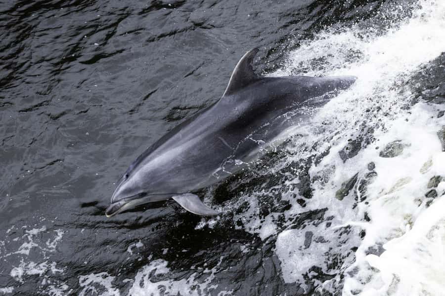 From Manapouri: Doubtful Sound Wilderness Day Trip - Key points at a glance