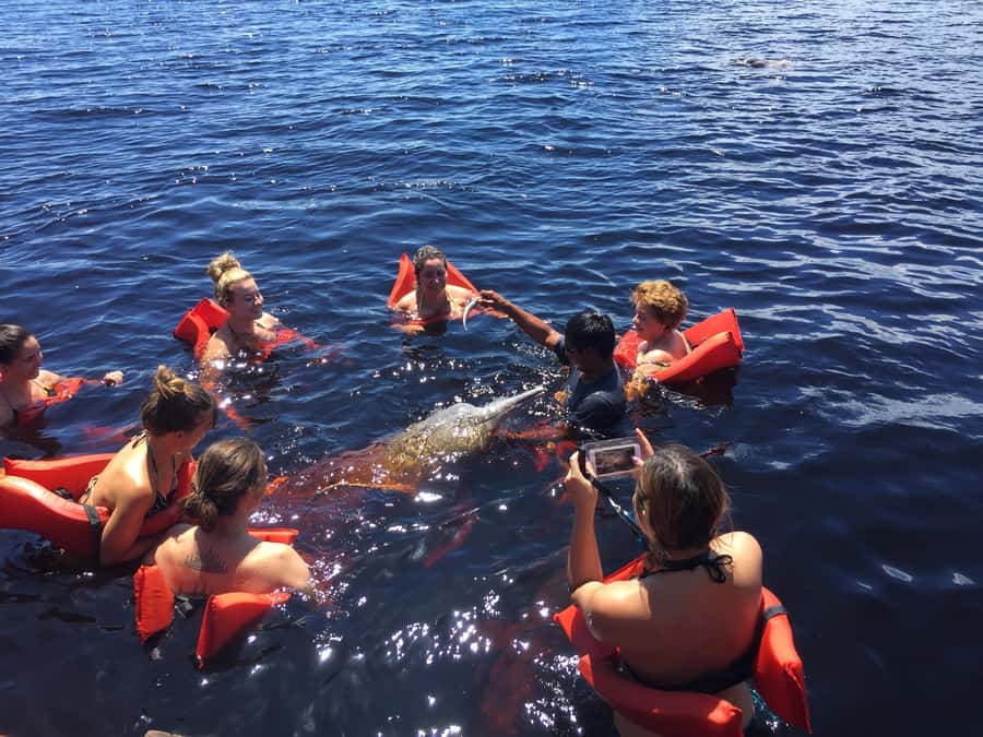 From Manaus: Negro River Half-Day Trip - The pink dolphin stop, with an important qualification