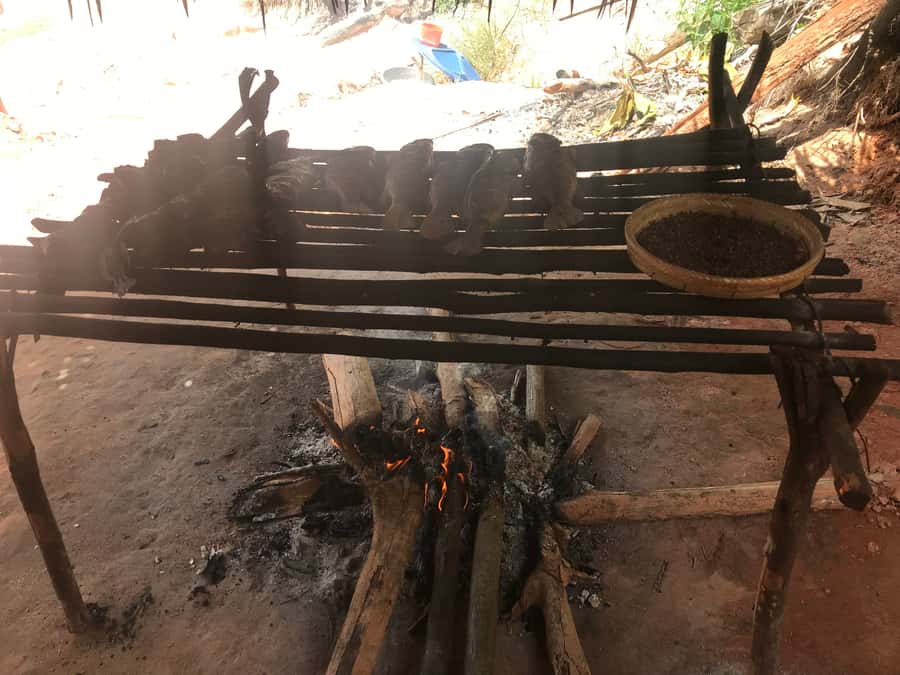 From Manaus: Negro River Half-Day Trip - Timing, pickups, and the small-group question