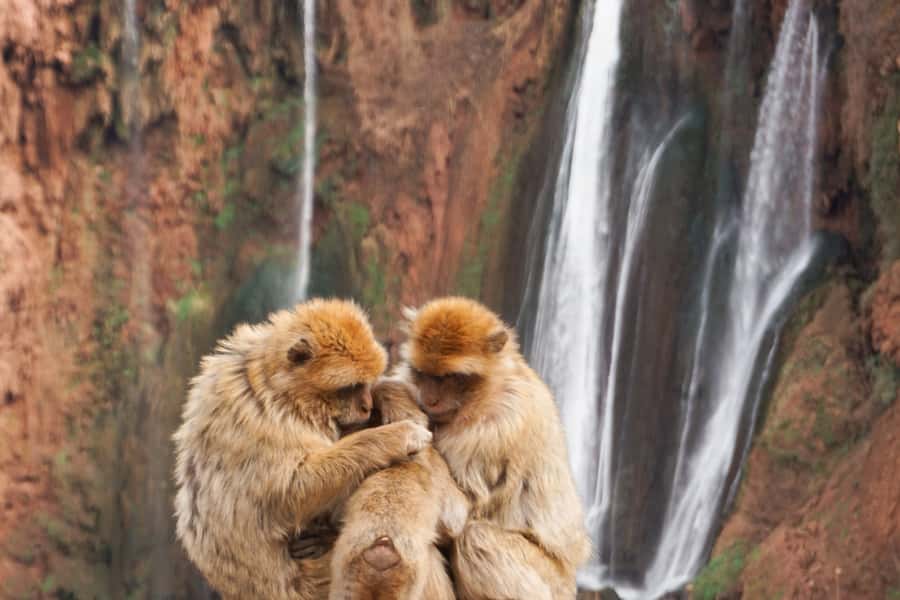 From Marrakech: A day Trip to Ouzoud waterfalls - The guides and the human side of the visit