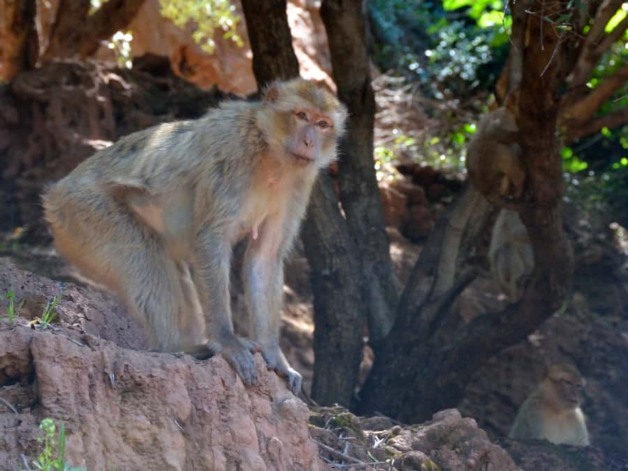 From Marrakech: A day Trip to Ouzoud waterfalls - The 8:15 AM pickup and the road east