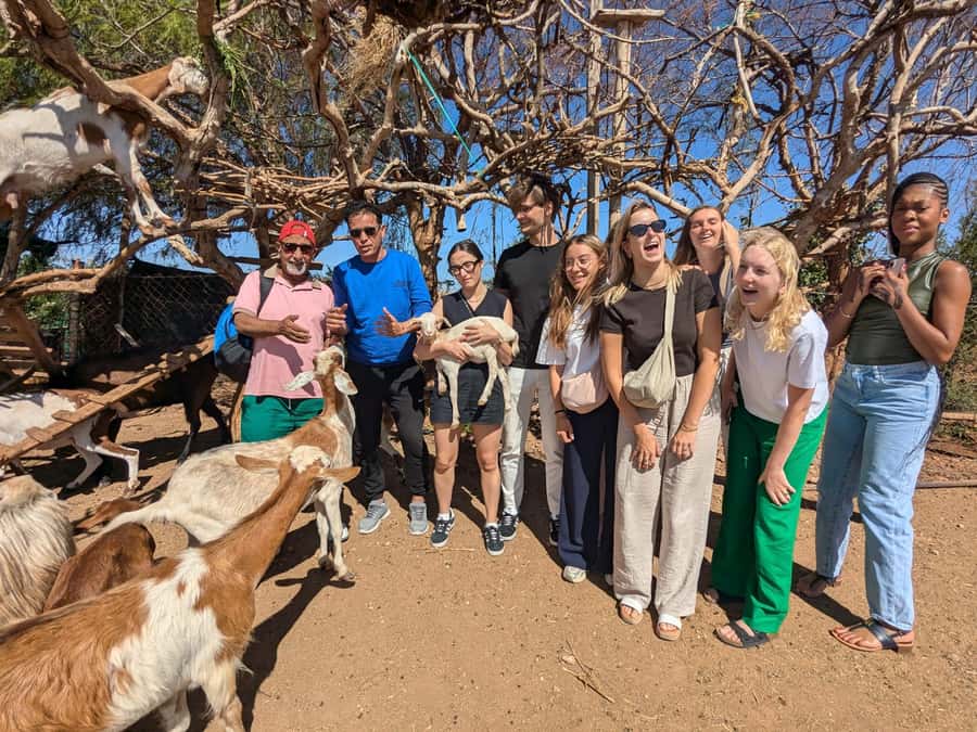 From Marrakech: Day Trip to Essaouira with Transfers - The harbor, fish stalls, and lunch choices