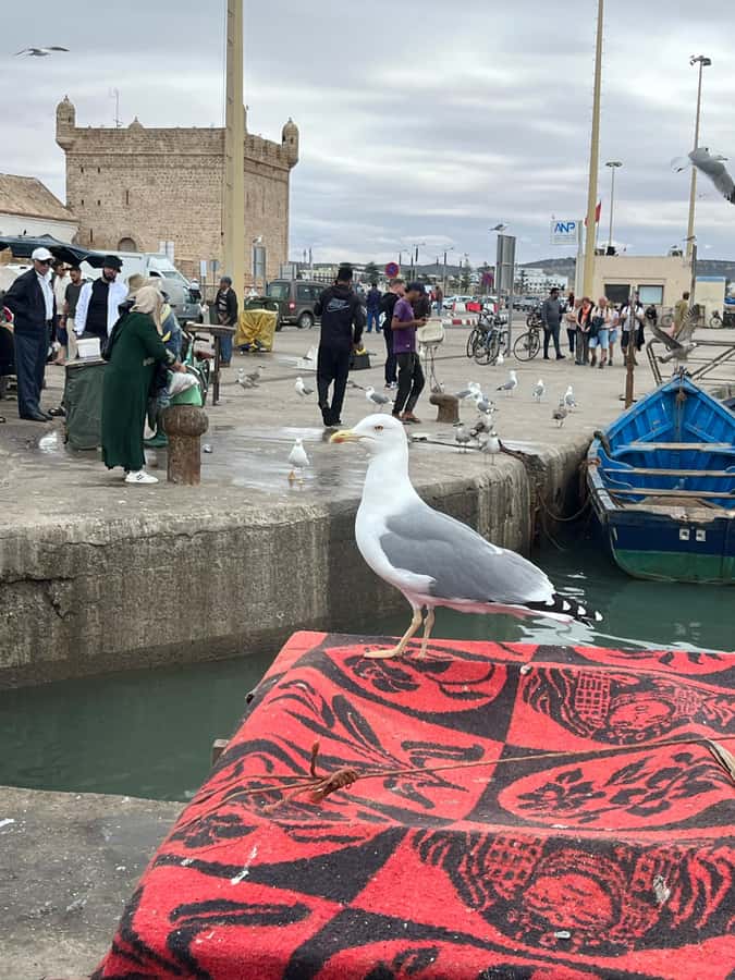 From Marrakech: Day Trip to Essaouira with Transfers - The return to Marrakech