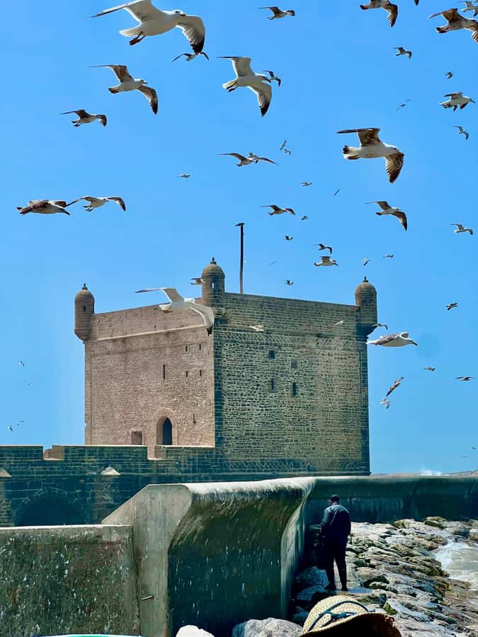 From Marrakech: Essaouira Coastal City Day Trip - Practical tips for getting more from the day