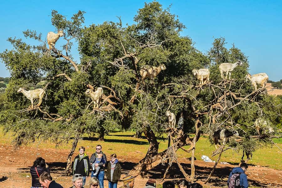 From Marrakech: Essaouira Day Tour with Optional Activities - Why Essaouira makes a good break from Marrakech