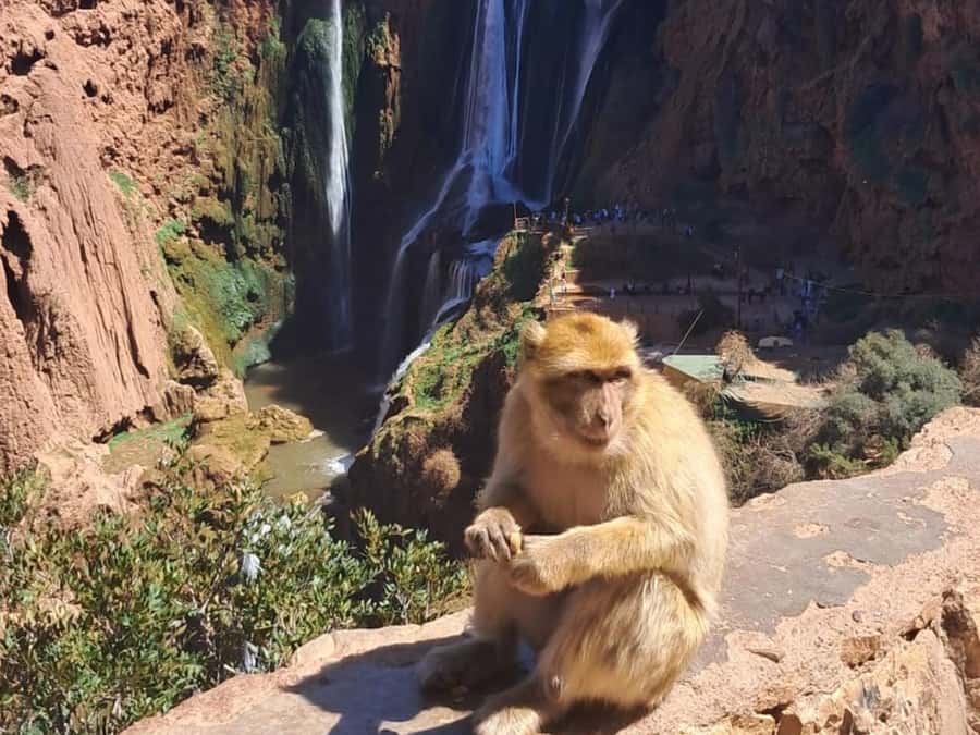 From Marrakech:Ouzoud Waterfalls Day Trip with Boat Tour - Why Ouzoud makes a good escape from Marrakech