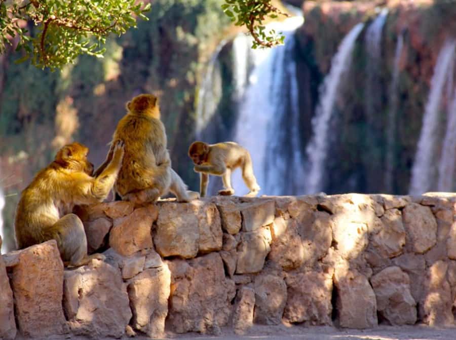 From Marrakech: Private Ouzoud Falls & Boat Ride Day Trip - Why Ouzoud Falls makes a strong day trip from Marrakech