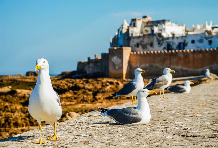 From Marrakesh: Essaouira Full-Day Trip - Skala de la Kasbah and the Atlantic views