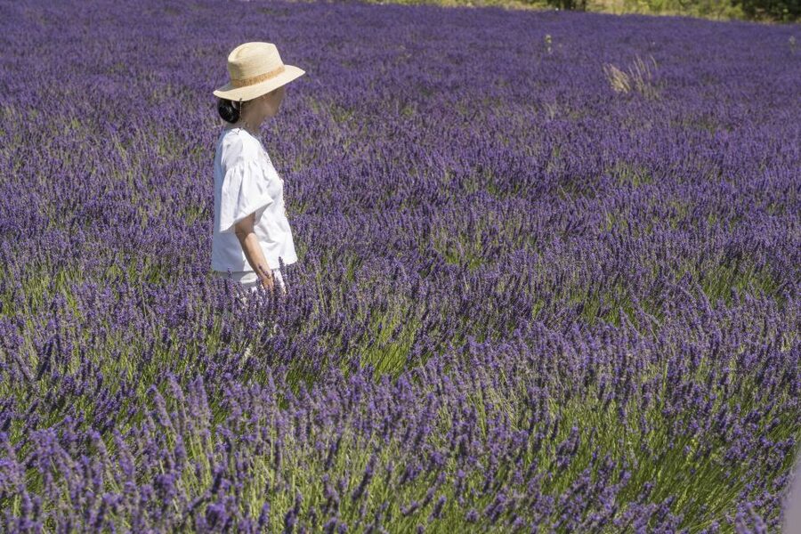 From Marseille: Lavender Full-Day Trip to Sault - Senanque Abbey and the famous photograph