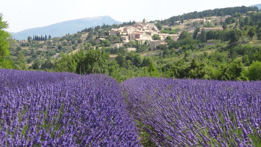 From Marseille: Lavender Full-Day Trip to Sault - Seeing how lavender becomes a local product