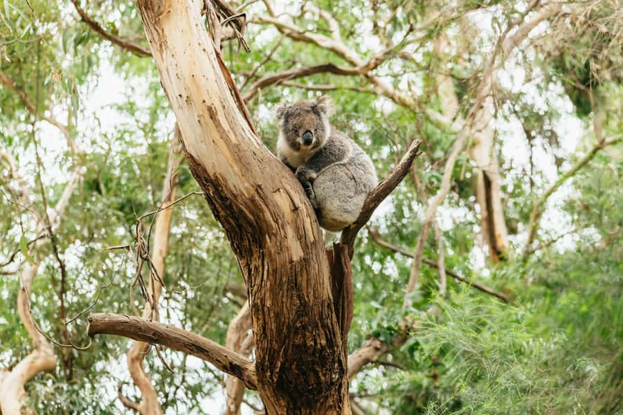 From Melbourne: Small-Group Great Ocean Road Day Trip - Key points at a glance