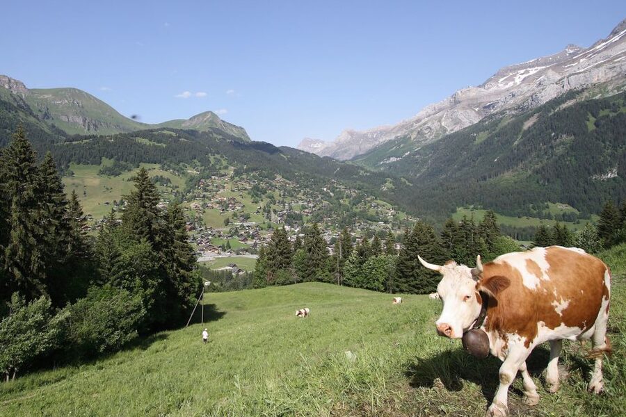 From Montreux: Glacier 3000 Day Trip - Is $123 good value?