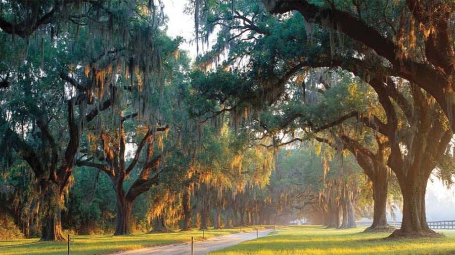 From Myrtle Beach: Charleston Day Trip, Boone Hall & Cruise - City Market and the price of a short stop