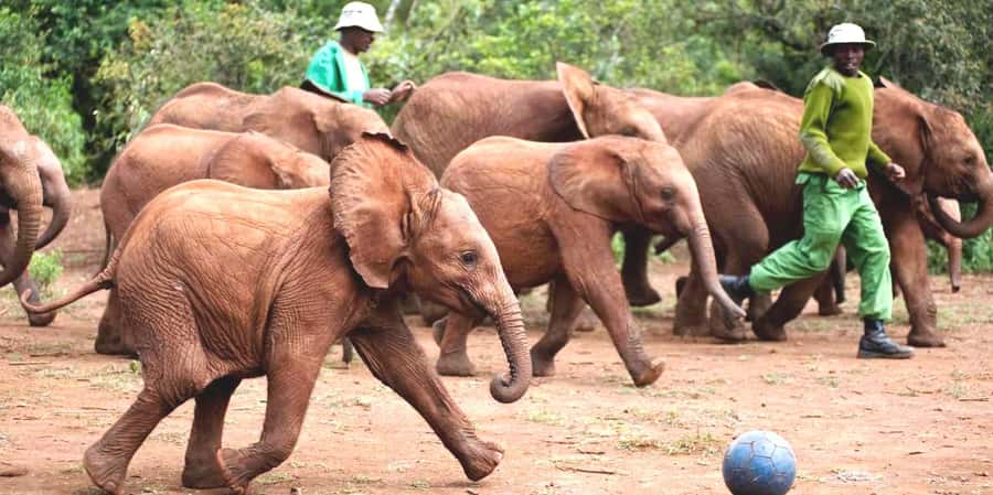 From Nairobi: Elephant Orphanage and Giraffe Center Day Trip - A wildlife day with real proximity