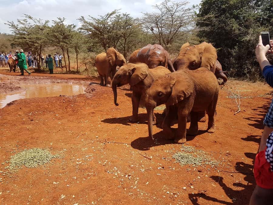 From Nairobi: Elephant Orphanage and Giraffe Center Day Trip - Why the Nairobi National Park fee matters